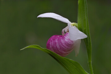 Support - Showy Lady Slipper