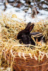 A small and cute black rabbit is sitting on hay in a basket. It is winter and cold, he is gnawing...