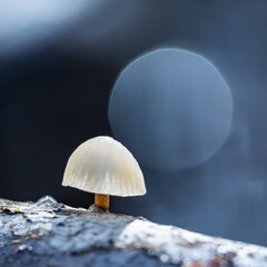 Pilz mit blauem Hintergrund