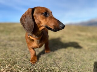 Ritratto di bassotto