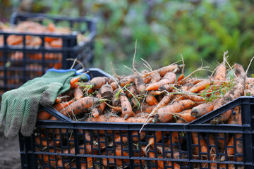 Organic carrots harvest - 577525412