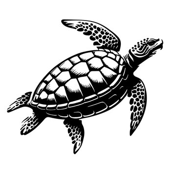 black turtle  sea vector, logo on white background	