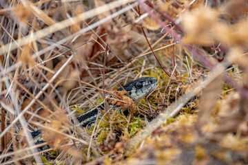 Gartner Snake Eye Peaking Out of Dry Grass in Canada