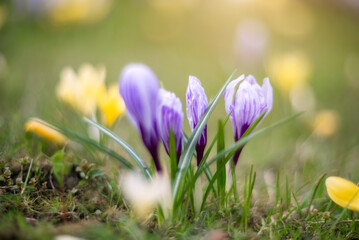 The first spring flowers crocuses on a blurred background