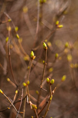 The first blossoming buds on the branches of trees against a blurred background. Spring
