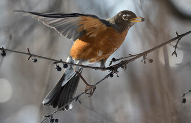 robin perched on a branch