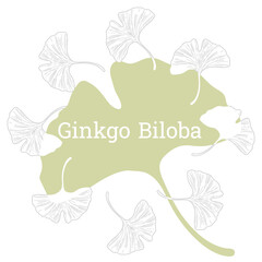 Ginkgo Biloba, two delicate plant twig, outline  vector illustration.
