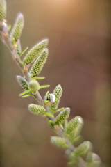 The first blossoming buds on the branches of trees against a blurred background. Spring