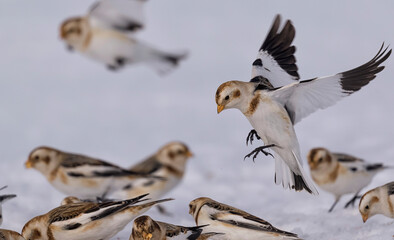 Snow bunting