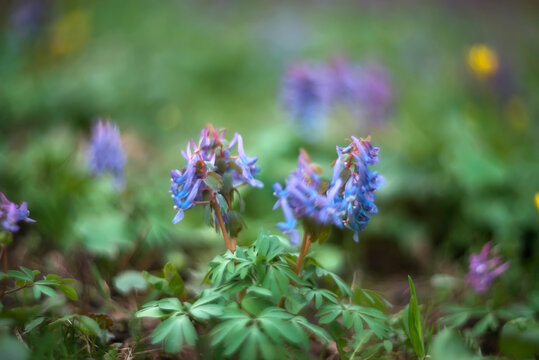 The first spring flowers Corydalis yanhusuo on a blurred background