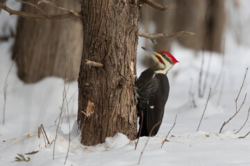 Pileated woodpecker