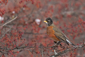 robin on branch