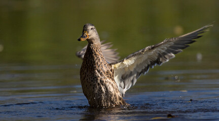 duck in water