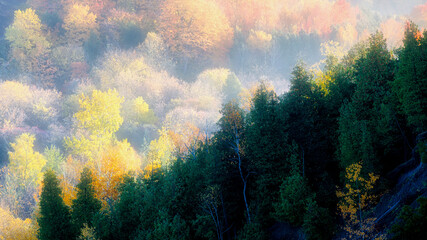 Autumn leaf colour on a foggy morning