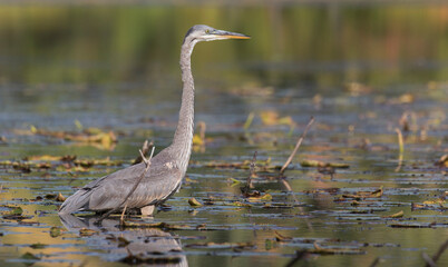 great blue heron