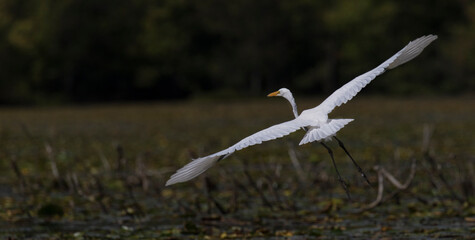 white heron in flight