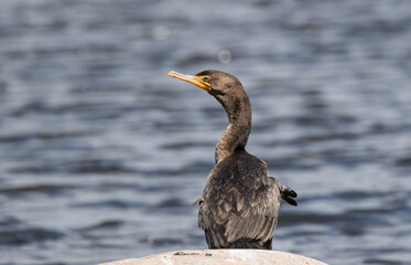 cormorant