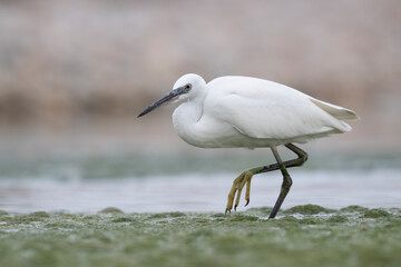 The little egret (Egretta garzetta), small heron in the family Ardeidae.