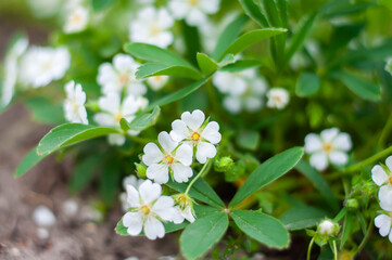 Small white flowers. Delicate white flowers against the background of green leaves.