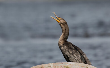 cormorant