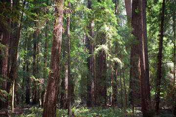 forest landscape in a healthy climate travel experience of gigantic redwood trees and ecosystem 