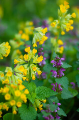 Primroses flowers and green leaves, Primula veris and Ajuga reptans blooming wildflower. Spring season nature still life, field plant blooms