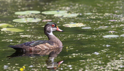 wood duck