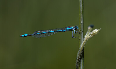 blue dragonfly on a green leaf