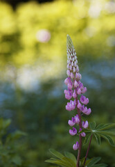 flowers in the morning