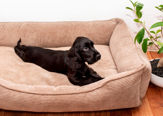 A small cocker spaniel puppy lies in a dog bed. The dog is two months old, she is black in color....