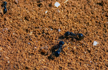 Foto a macroistruzione delle formiche.