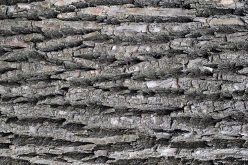 Clean and voluminous texture of the wooden surface. 4k photorealistic texture	
