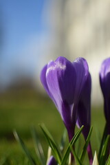 Krokus violet