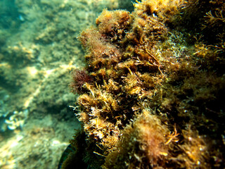 Alghe nel mare, Vista subacquea di alghe.