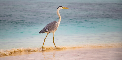 great Blue Heron by the sea