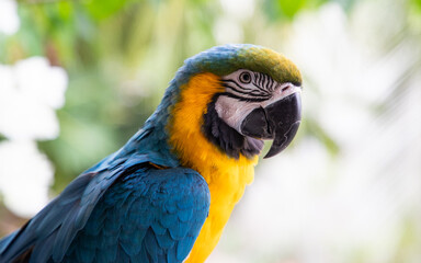 beautiful Blue-and-Yellow Macaw in rainforest