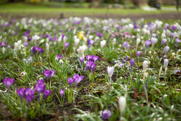 Field Of Crocuses