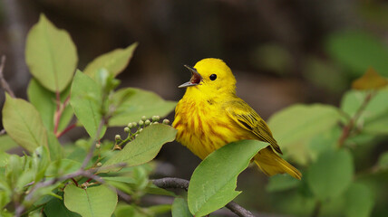 Yellow warbler