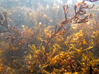 Fototapeta na wymiar Vista subacquea del mare, alghe. Sfondo subacqueo dell'Eloro in Sicilia