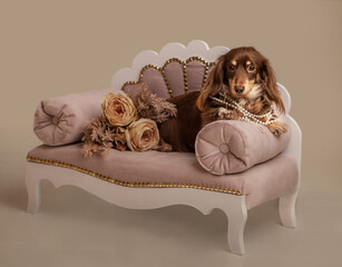 Long Haired Daschund