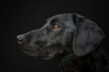 Black Labrador