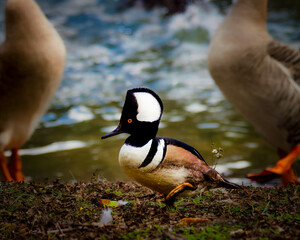 The Hooded Merganser Male