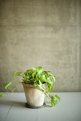 陶器の鉢に入れた観葉植物ポトス