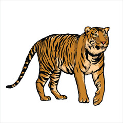 Fototapeta na wymiar Tiger Drawings Animals wildlife Colorful Nature beauty