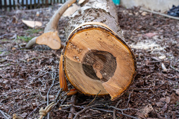 Fototapeta na wymiar freshly cut walnut trunk in garden