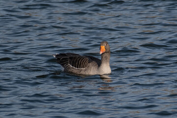 Greylag goose takes a curious look in the direction of the camera