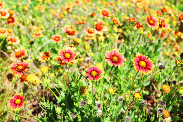 small garden by the road