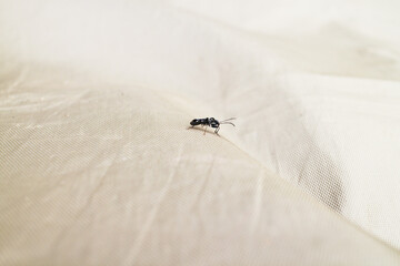 Insects crawling on canvas outdoors