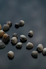 shells on a dark background