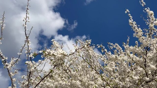 Branches of flowering cherry plums on a spring sunny day against the blue sky.
